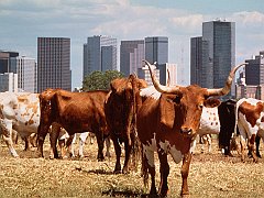 City Slickers, Dallas, Texas